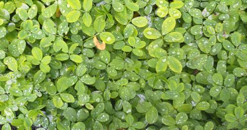 Dew Drops on Leaves
