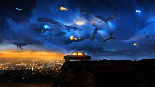 Night sky humpbackwhale flying