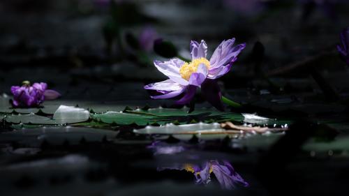 Water lilies