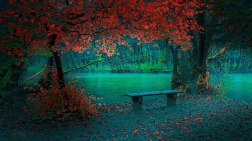 Colorful Autumn Leaves by the River