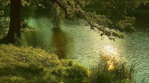 Sun-Drenched River Reflections