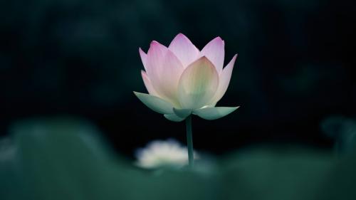 Lotus Flower