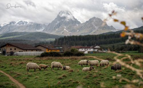 Mountain sheeps / Credits to my father