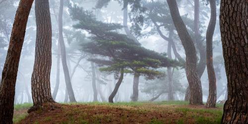 Forest in Gongju, South Korea