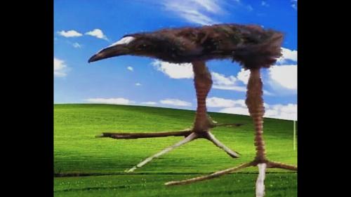 Gigantic Bird Standing on Its Huge Feet on the Default Windows Background