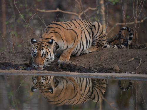 A tigress quenching her thirst at a waterhole