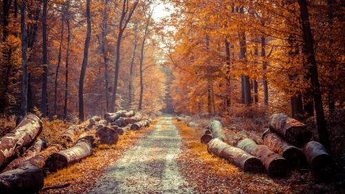 Autumn Forest Path