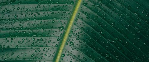 Big Green Leaf Surface