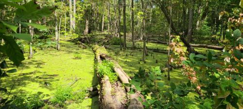 Swampy Log in Southern Ontario