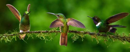 Hummingbirds