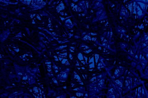 Abstract dark blue snowy trees