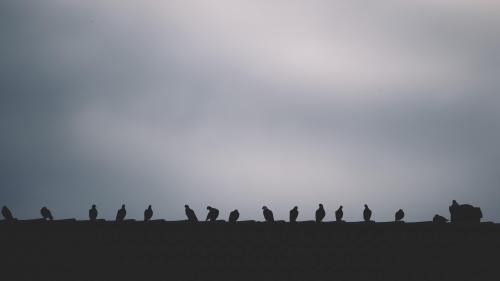 Birds on roof in Hamburg
