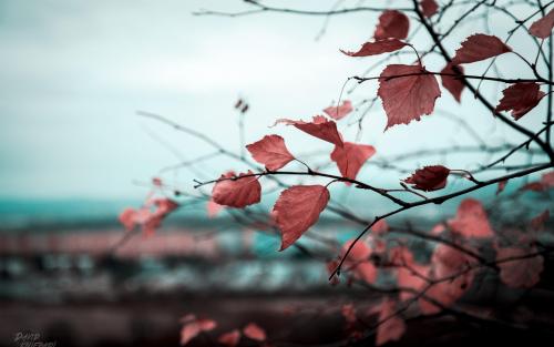 Autumn leaves