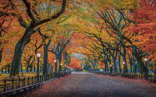AUTUMN LEAVES STREET
