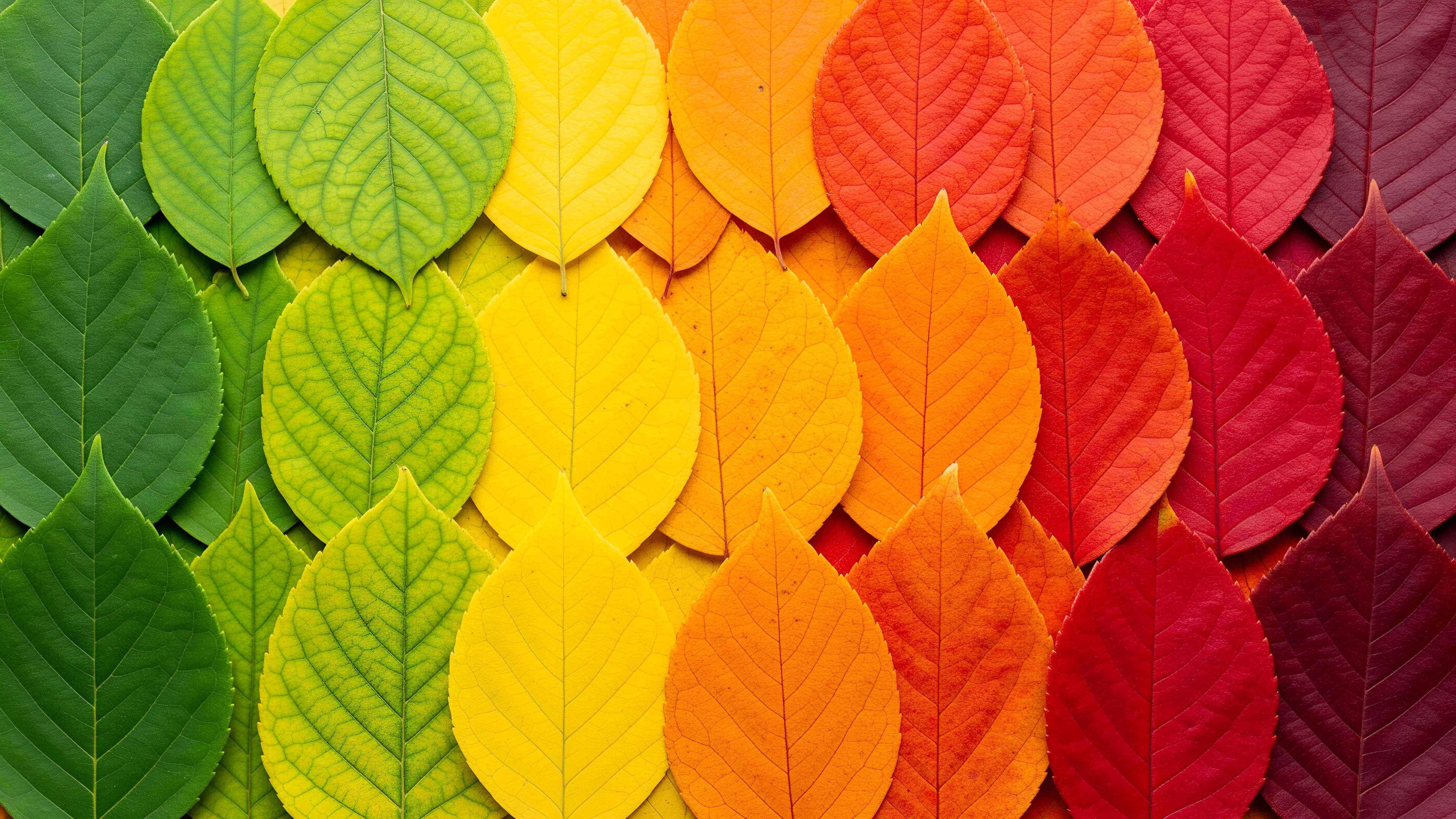 Wallpaper image