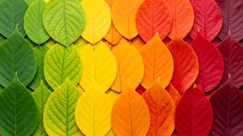 Seasons