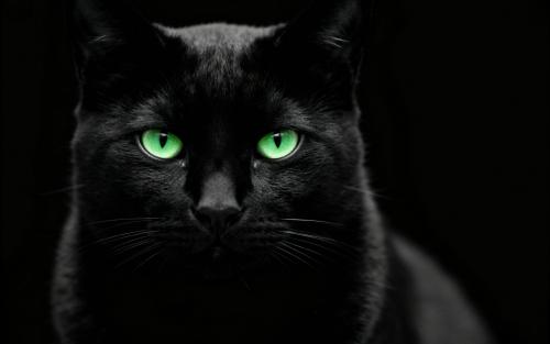 Quietly judging… as usual.