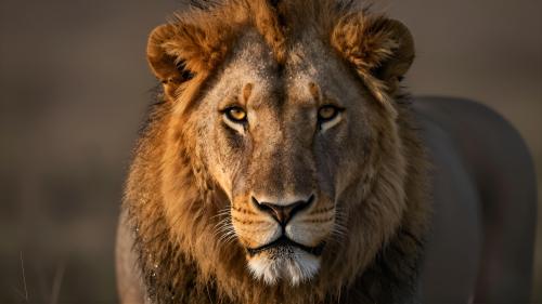 Lion of the Serengeti