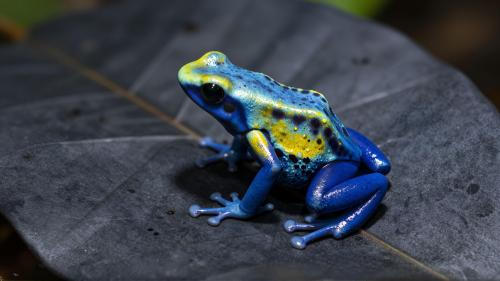 Poison Dart Frog