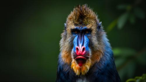 Mandrill