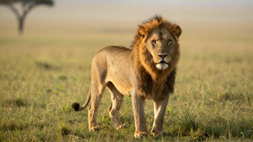 Lion of the Serengeti  Wide Angle Version