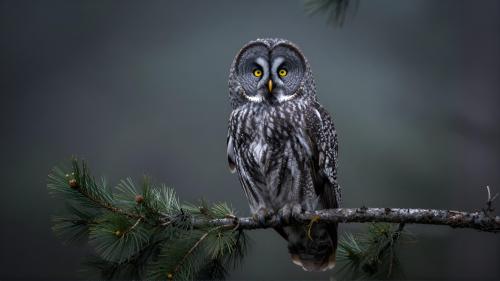 Great Grey Owl