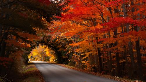 Quiet Country Road in Autumn
