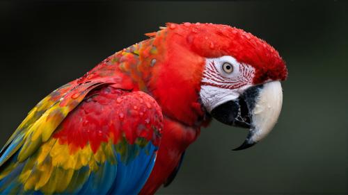Scarlet Macaw