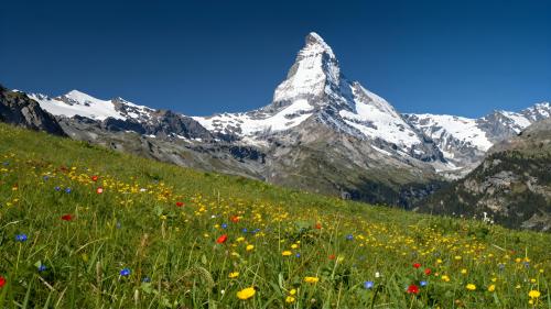 Swiss Alpine Meadow