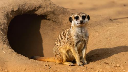 Meerkat