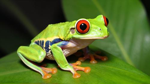 Red-Eyed Tree Frog