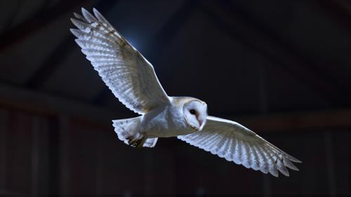 Barn Owl