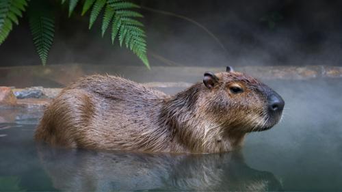 Capybara