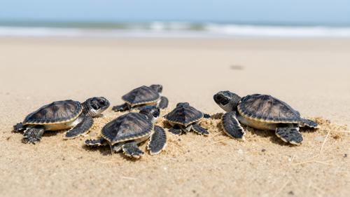 Baby Turtles