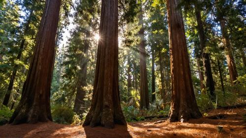 Giant Redwood Trees