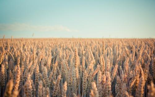 Wheat field