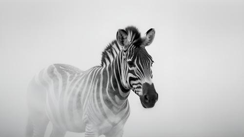 Minimalist Zebra