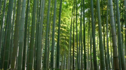 Kyoto Bamboo Forest