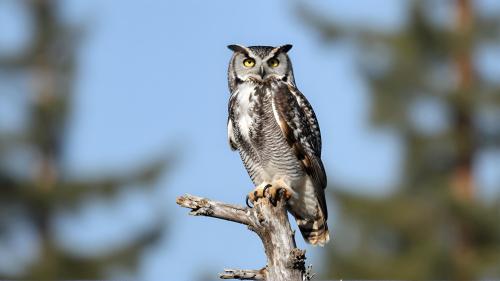 Northern Hawk Owl