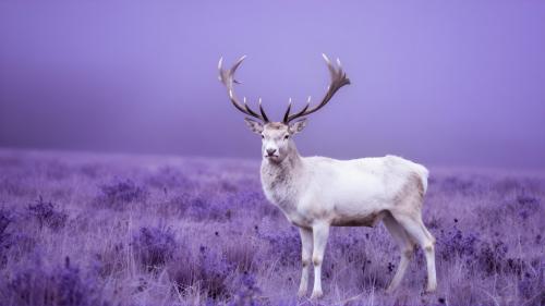 White Stag