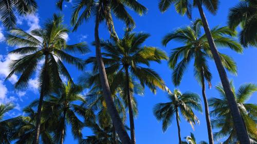 Palm Trees from the Windows stock photos album