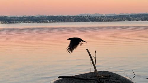 Lake Washington Crow