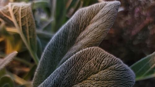 Closeup of some fuzzy plant. Shot with Samsung S21 Ultra