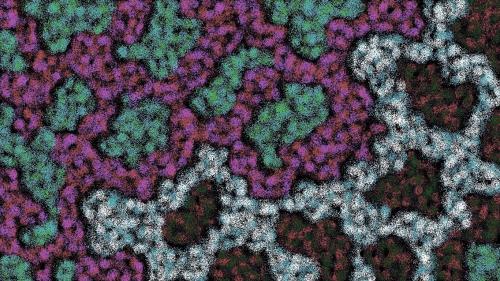 Digilichen 1