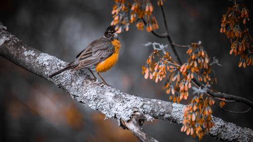 American Robin