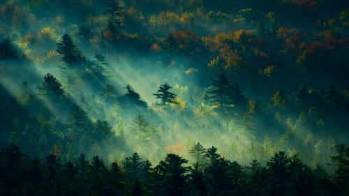 Green forest