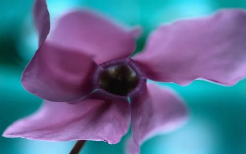 Windows XP - Purple Flower