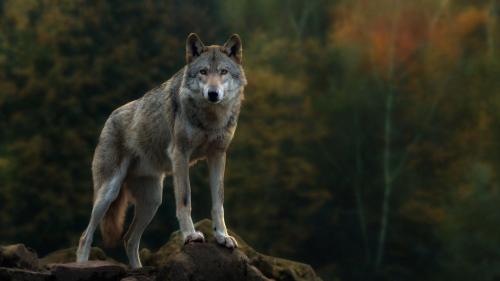 Lone Wolf