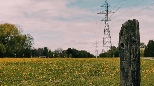 Dandelions in spring