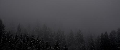 Foggy Forest